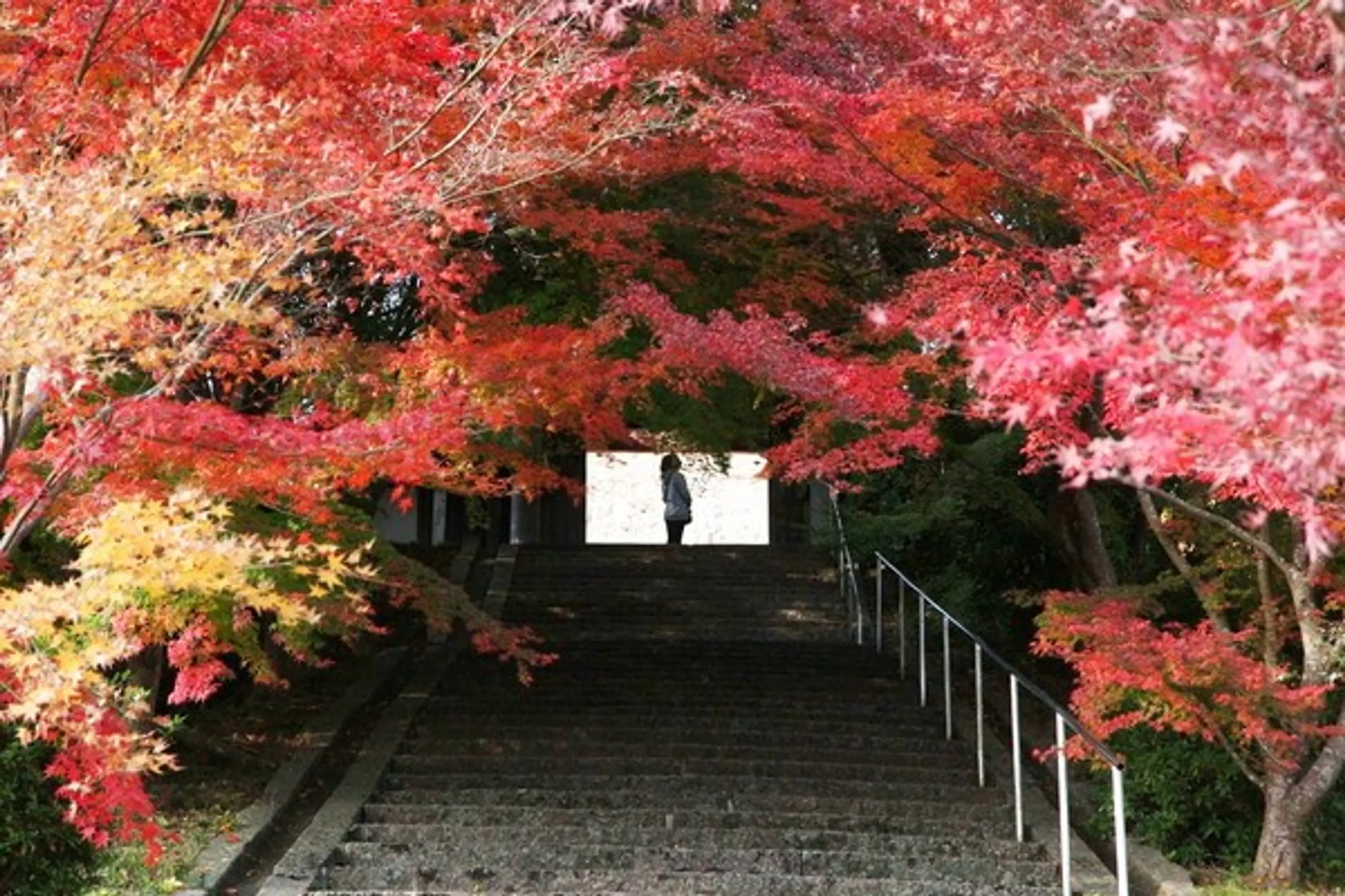 【安国寺】紅葉