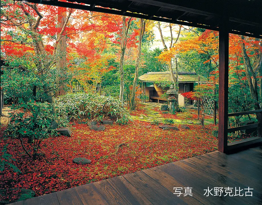 【妙心寺塔頭　大法院】紅葉