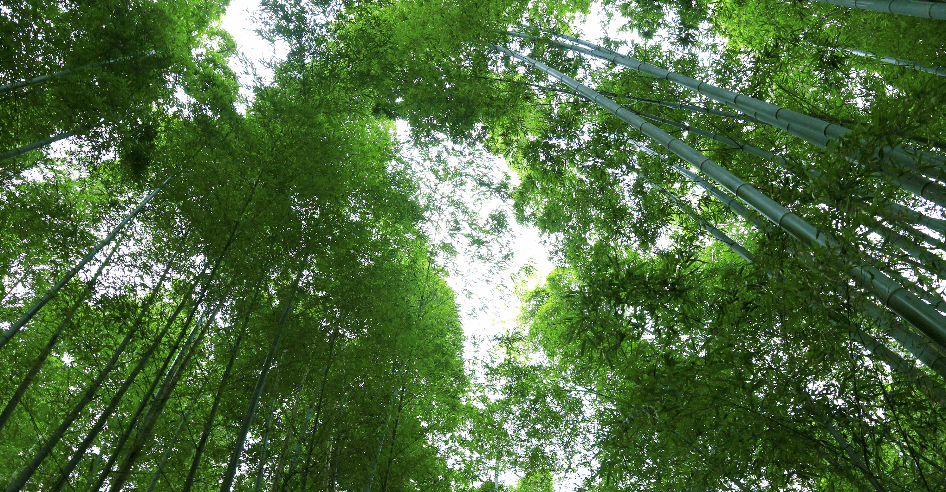 竹林を見上げる